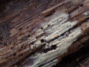  (Botryobasidium ellipsosporum - GAVA.656)  @11 [ ] by-nc (2024) Teppo Helo Unspecified