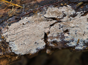  ( - GAVA.669)  @11 [ ] by-nc (2024) Teppo Helo Unspecified