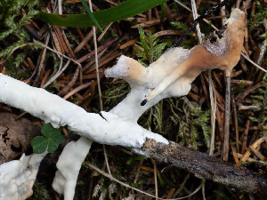  (Phanerochaete volubilis - GAVA.699)  @11 [ ] by-nc (2024) Teppo Helo Unspecified