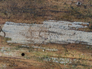  (Cerinomyces - GAVA.716)  @11 [ ] by-nc (2024) Teppo Helo Unspecified