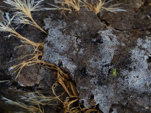  (Hyphodontiella - GAVA.754)  @11 [ ] by-nc (2025) Teppo Helo Unspecified