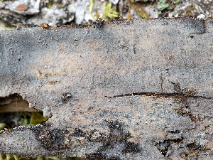  (Xenasma pulverulentum - GAVA.801)  @11 [ ] by-nc (2020) Teppo Helo Unspecified