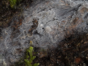  (Xenasma rimicola - GAVA.803)  @11 [ ] by-nc (2020) Teppo Helo Unspecified