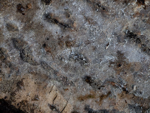  (Amylocorticiales - GAVA.815)  @11 [ ] by-nc (2022) Teppo Helo Unspecified