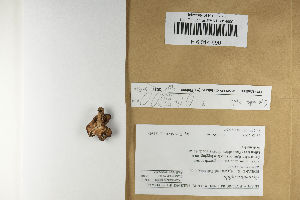  (Gyromitra infula - H6014690)  @11 [ ] by-nc (2021) Marko Mutanen University of Oulu