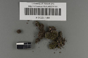  (Verrucaria bryoctona - H9221144)  @11 [ ] by-nc (2021) Ella Sippola University of Oulu