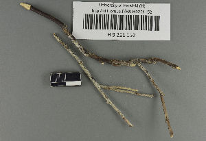  (Papiliotrema - H9221152)  @11 [ ] by-nc (2021) Ella Sippola University of Oulu