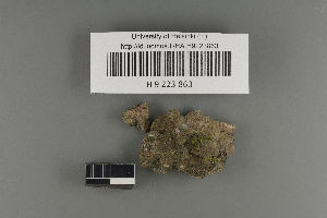  (Verrucaria margacea complex - H9223863)  @11 [ ] by-nc (2021) Ella Sippola University of Oulu