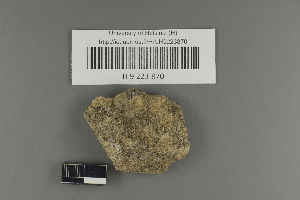 (Verrucaria memnonia - H9223870)  @11 [ ] by-nc (2021) Ella Sippola University of Oulu