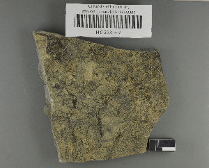  (Polyblastia neglecta - H9223907)  @11 [ ] by-nc (2021) Ella Sippola University of Oulu