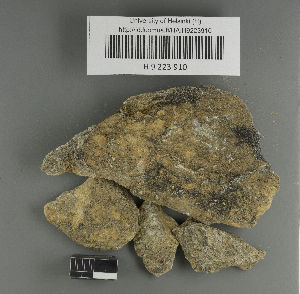  (Verrucaria difficilis - H9223910)  @11 [ ] by-nc (2021) Ella Sippola University of Oulu
