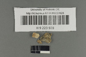  (Verrucaria cf. pararupestris - H9223928)  @11 [ ] by-nc (2021) Ella Sippola University of Oulu