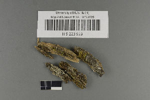  (Protothelenella leucothelia - H9223929)  @11 [ ] by-nc (2021) Ella Sippola University of Oulu