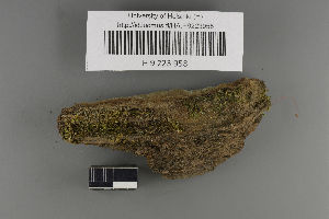  (Polyblastia plicata - H9223958)  @11 [ ] by-nc (2021) Ella Sippola University of Oulu