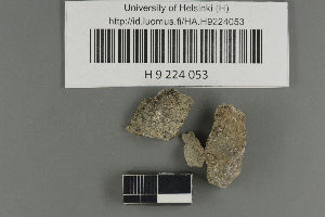  ( - H9224053)  @11 [ ] by-nc (2021) Ella Sippola University of Oulu