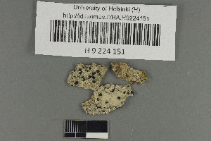  (Megalaria grossa - H9224151)  @11 [ ] by-nc (2021) Ella Sippola University of Oulu