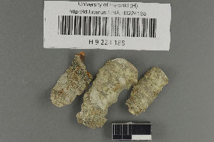  (Biatora pallens - H9224188)  @11 [ ] by-nc (2021) Ella Sippola University of Oulu