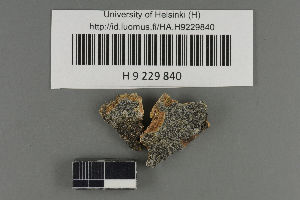  (Rhizocarpon reductum - H9229840)  @11 [ ] by-nc (2021) Ella Sippola University of Oulu
