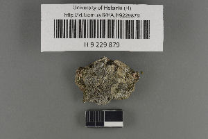  (Rhizocarpon tetramerum - H9229879)  @11 [ ] by-nc (2021) Ella Sippola University of Oulu