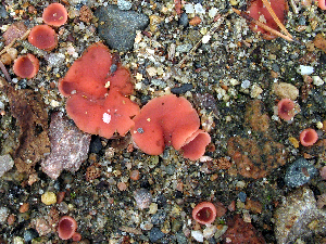  (Rhodotarzetta - TFU.207651)  @11 [ ] by-nc (2008) Jarkko Korhonen Unspecified
