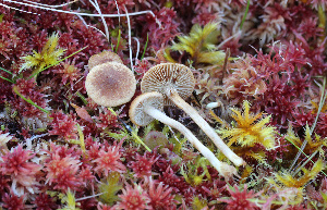  (Inocybe cf. leucoloma - TFU.207981)  @11 [ ] by-nc (2019) Tapio Kekki Unspecified
