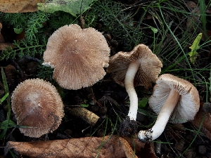  (Inocybe Splendentes - TFU.209018)  @11 [ ] by-nc (2019) Jukka Vauras Unspecified