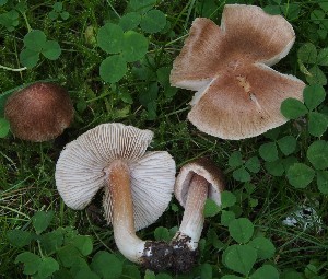  (Inocybe Tardae - TFU.216872)  @11 [ ] by-nc (2023) Jukka Vauras Unspecified