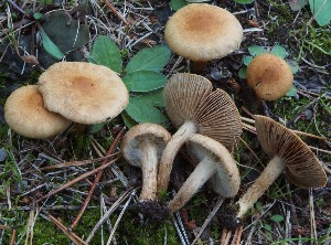  (Mallocybe cf. tomentosa - TFU.217009)  @11 [ ] by-nc (2024) Jukka Vauras Unspecified