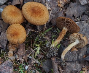  (Mallocybe cf. subgranulosa - TFU.217011)  @11 [ ] by-nc (2024) Jukka Vauras Unspecified