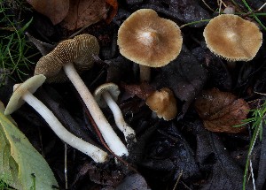  (Pseudosperma - TFU.217014)  @11 [ ] by-nc (2024) Jukka Vauras Unspecified
