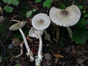 (Amanita - TFU.209869)  @11 [ ] by-nc (2021) Jukka Vauras Unspecified