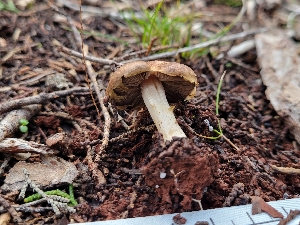  (Agaricus sp. CA03 - HAY-F-000397)  @11 [ ] cc-by-nc (2023) Harte Singer FunDiS