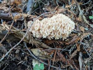  (Ramaria botrytis PNW02 - HAY-F-000316)  @11 [ ] CC BY-NC 4.0 (2023) Harte Singer Fungal Diversity Survey