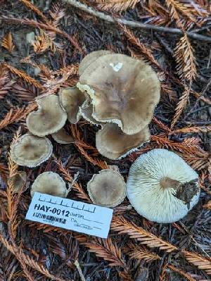  (Melanoleuca angelesiana PNW03 - HAY-F-000329)  @11 [ ] CC BY-NC 4.0 (2023) Harte Singer Fungal Diversity Survey