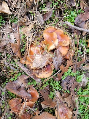  (Pholiota velaglutinosa - HAY-F-000310)  @11 [ ] CC BY-NC 4.0 (2023) Harte Singer Fungal Diversity Survey