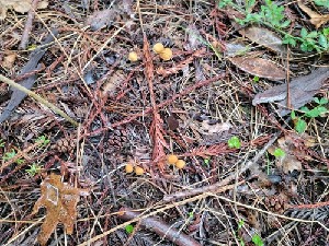  ( - HAY-F-000311)  @11 [ ] CC BY-NC 4.0 (2023) Harte Singer Fungal Diversity Survey