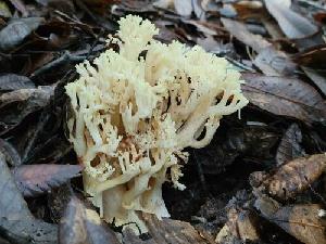  (Ramaria sp. CA02 - HAY-F-000299)  @11 [ ] CC BY-NC 4.0 (2023) Harte Singer Fungal Diversity Survey