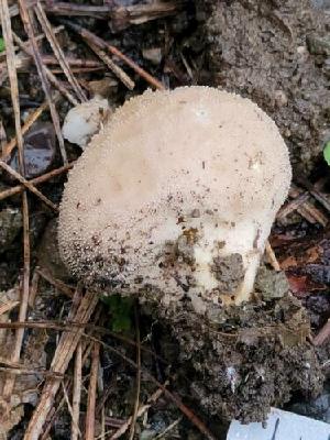  ( - HAY-F-000301)  @11 [ ] CC BY-NC 4.0 (2023) Harte Singer Fungal Diversity Survey