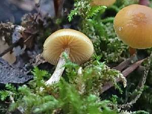  (Galerina castaneipes - HAY-F-000319)  @11 [ ] CC BY-NC 4.0 (2023) Harte Singer Fungal Diversity Survey