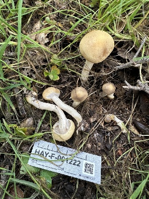  (Agrocybe sp. praecox-IN01 - HAY-F-001222)  @11 [ ] by-nc (2023) Aaron Tupac Fungal Diversity Survey