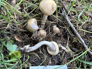  ( - HAY-F-001222)  @11 [ ] by-nc (2023) Aaron Tupac Fungal Diversity Survey