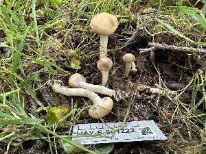  ( - HAY-F-001222)  @11 [ ] by-nc (2023) Aaron Tupac Fungal Diversity Survey