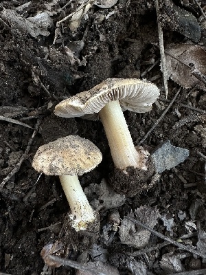  (Inocybe sp. CA19 - HAY-F-005205)  @11 [ ] c (2023) Rudy Diaz Fungal Diversity Survey