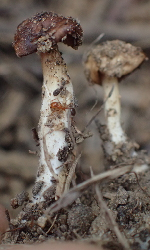  (Marasmius - HAY-F-005110)  @11 [ ] by-nc (2023) Damon Tighe Fungal Diversity Survey