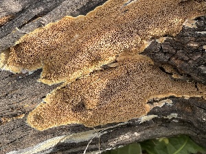  ( - HAY-F-005107)  @11 [ ] by-nc (2023) Damon Tighe Fungal Diversity Survey