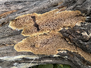  ( - HAY-F-005107)  @11 [ ] by-nc (2023) Damon Tighe Fungal Diversity Survey