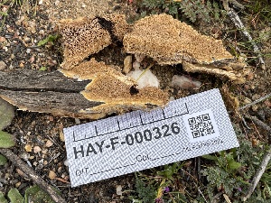  ( - HAY-F-005107)  @11 [ ] by-nc (2023) Damon Tighe Fungal Diversity Survey