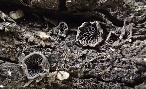  ( - HAY-F-005105)  @11 [ ] by-nc (2023) Damon Tighe Fungal Diversity Survey