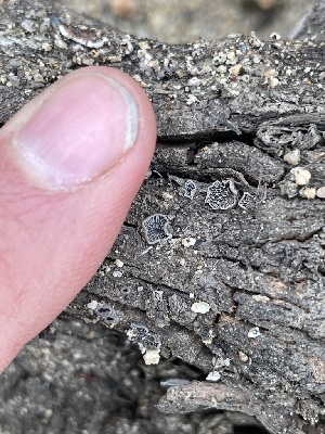  ( - HAY-F-005105)  @11 [ ] by-nc (2023) Damon Tighe Fungal Diversity Survey