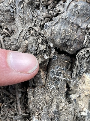  ( - HAY-F-005103)  @11 [ ] by-nc (2023) Damon Tighe Fungal Diversity Survey